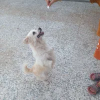 سگ پا کوتاه