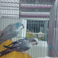 راهب