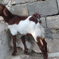 کهره نر|حیوانات مزرعه|بندر کنگان, |دیوار