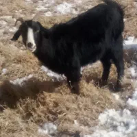 یک راس بز  ماده