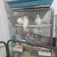 سلام ۲چفت عروس هلندی سینما ونر ماده