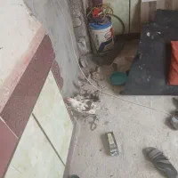 مرغ و جوجه
