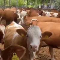 سیمینتال اصیل با رشد روزانه استخوان‌بندی درشت