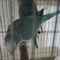 راهب مولد آبی