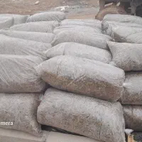 ذرت علوفه ای