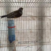 سهره قناری دهن لر|پرنده|شهریار, شهرک بهاران (ویره)|دیوار