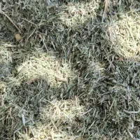 کاه کوبیده یونجه چین ۲