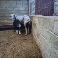 گوسفند جوان بره دار با بره نر|حیوانات مزرعه|گنبد کاووس, |دیوار