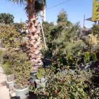 فروش درخت و گل و گیاه