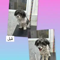 کوتاهی و شستشو انواع حیوانات خانگی|خدمات آرایشگری و زیبایی|فردیس, نسترن شرقی|دیوار