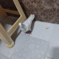 جوجه سرور