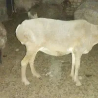 میش وبره|عمده‌فروشی|انابد, |دیوار