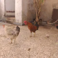 مرغ وخروس عربی