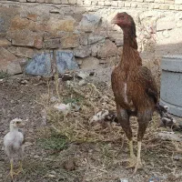 مرغ لاری با ۴ تا جوجه یک ماهه