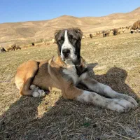 سگ گله نر 6 ماهه