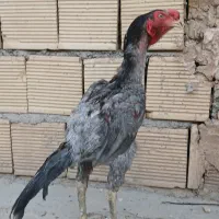 لاری هندی طوسی