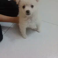 سگ پامرروباهی|سگ|مشهد, ایثارگران|دیوار