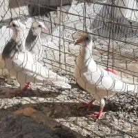 موبایل ساده و کفتر مفت