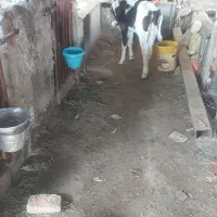 گوساله نر درجه یک آماده جمع|حیوانات مزرعه|قلندر آباد, |دیوار