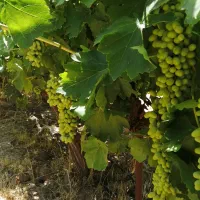 غوره  خرید ازباغ