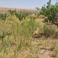 اجاره زمین کشاورزی