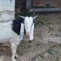 پازن بزرگ مخصوص گله|حیوانات مزرعه|بندر دیر, |دیوار