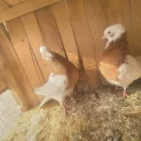 کبوتر طوقی اس|پرنده|اسفرورین, |دیوار