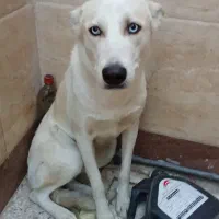 سگ خانگی|سگ|اصفهان, طامه|دیوار