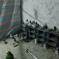 کبوتر پرشی|پرنده|فامنین, |دیوار