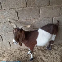 بز نجدی دوقلوزا