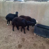 بره نژاد دار مخصوص قوچ|حیوانات مزرعه|شهمیرزاد, |دیوار