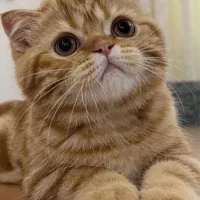 گربه اسکاتیش بریتیش