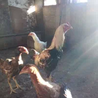 فروش  مرغ و جوجه لاری با قیمت مناسب