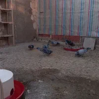 کبوتر پلاکی اصل مسافتی