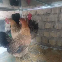 مرغ و خروس گلین و محلی|حیوانات مزرعه|شیراز, کوشک میدان|دیوار