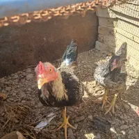 مرغ و خروس و جوجه اصل|حیوانات مزرعه|سراوان, |دیوار