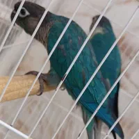 گرینچیک راهب ملنگو عروسهلندی