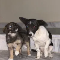 سگ پا کوتاه|سگ|گلپایگان, |دیوار