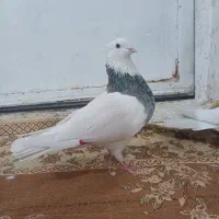 نر طوق الماسی مهر|پرنده|کرمانشاه, |دیوار