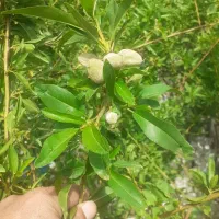 گیلاس .البالو