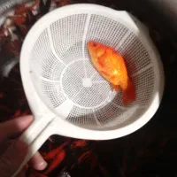 ماهی قرمز گلفیش کوی|ماهی|تهران, هلال احمر|دیوار