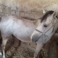 اسب سواری
