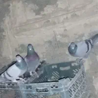 کبوتر پلاکی 40عدد|پرنده|سپیدان, |دیوار