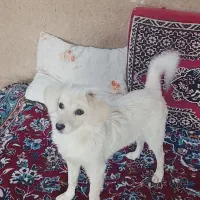 سگ پا کوتاه|سگ|آران و بیدگل, |دیوار