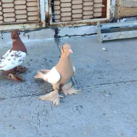 الوان|پرنده|تبریز, |دیوار