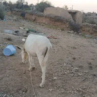 فروش الاغ|حیوانات مزرعه|بافت, |دیوار