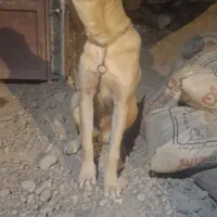 سگ گم شده|حیوانات|بجنورد, |دیوار