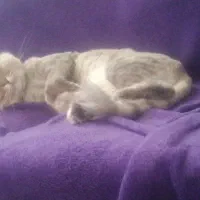 واگذاری گربه نژاد  پرشین اسکاتیش