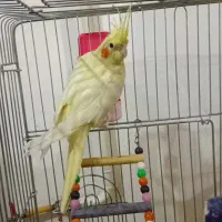 عروس هلندی لوتینو|پرنده|شال, |دیوار