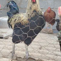 تعدادی خروس محلی فروشی